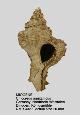 MIOCENE Chicoreus aquitanicus.jpg - MIOCENEChicoreus aquitanicus(Grateloup,1833)